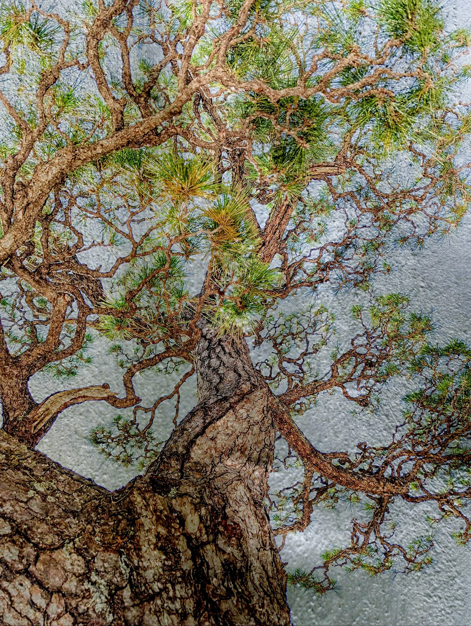 Close-up view of a pine tree with twisted branches and green pine needles against a textured metallic background.