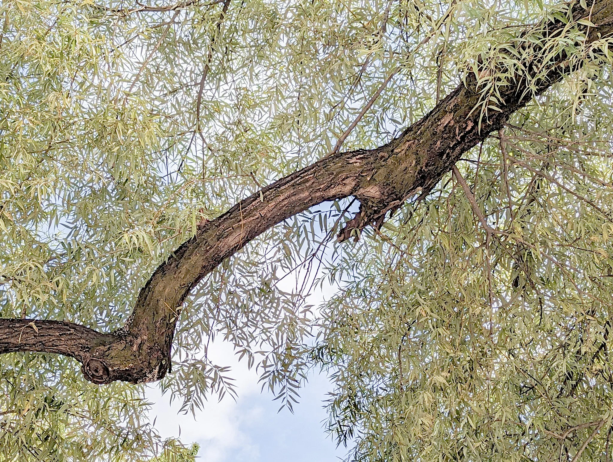 A view of a willow tree branch extending horizontally, with green leaves and a partly cloudy sky in the background.