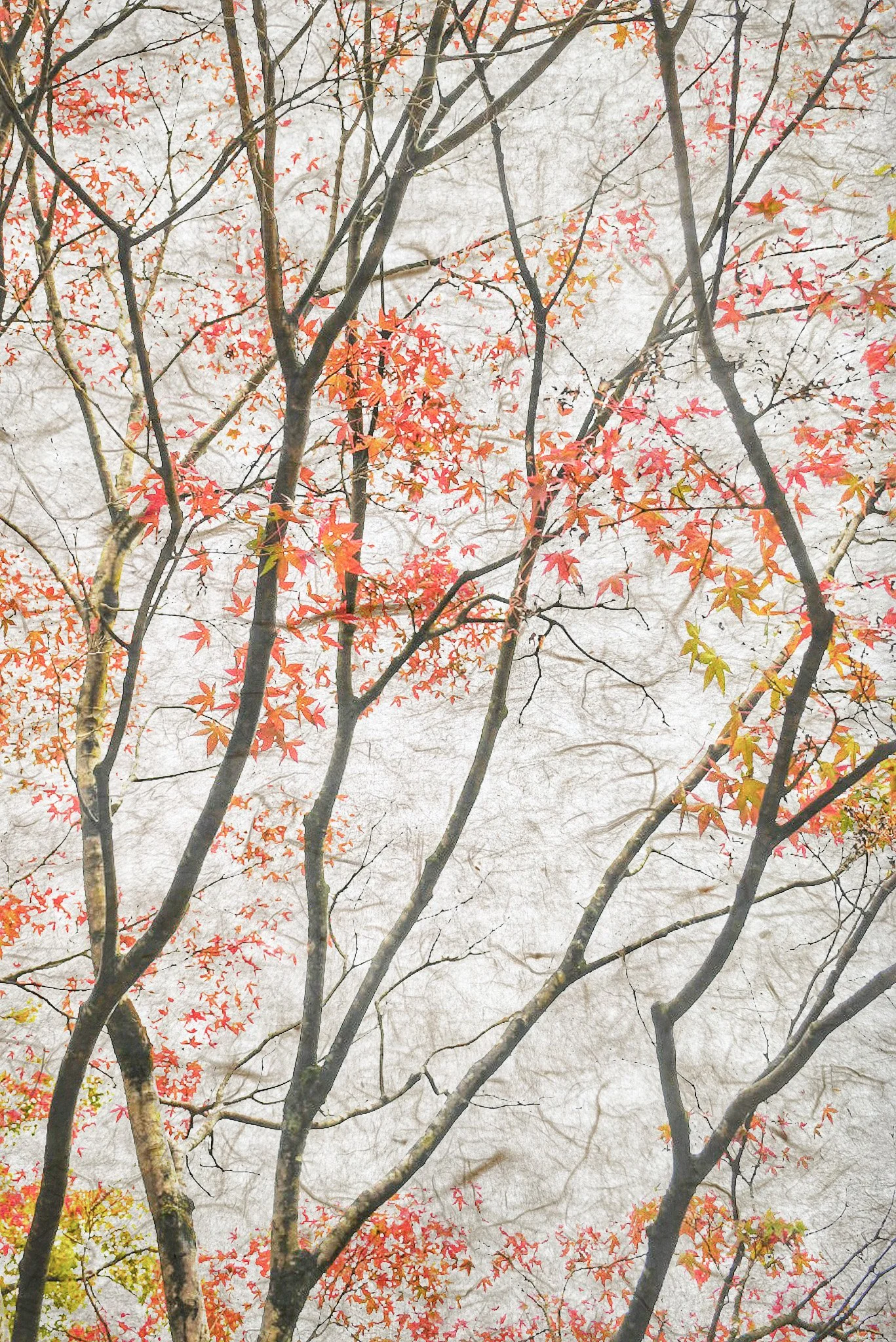 Tree branches with red, orange, and yellow leaves against a cloudy sky