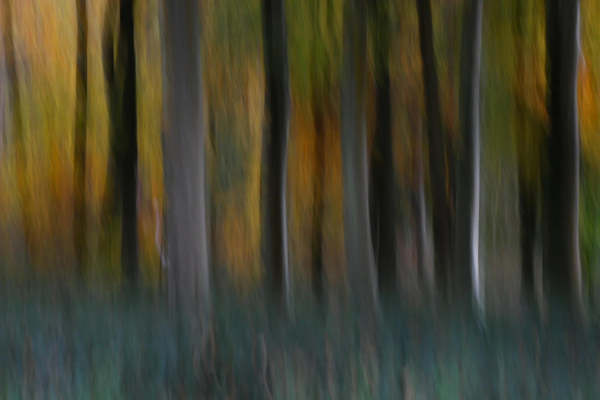 Abstract photo of a line of trees with autumn-colored leaves in a wood.