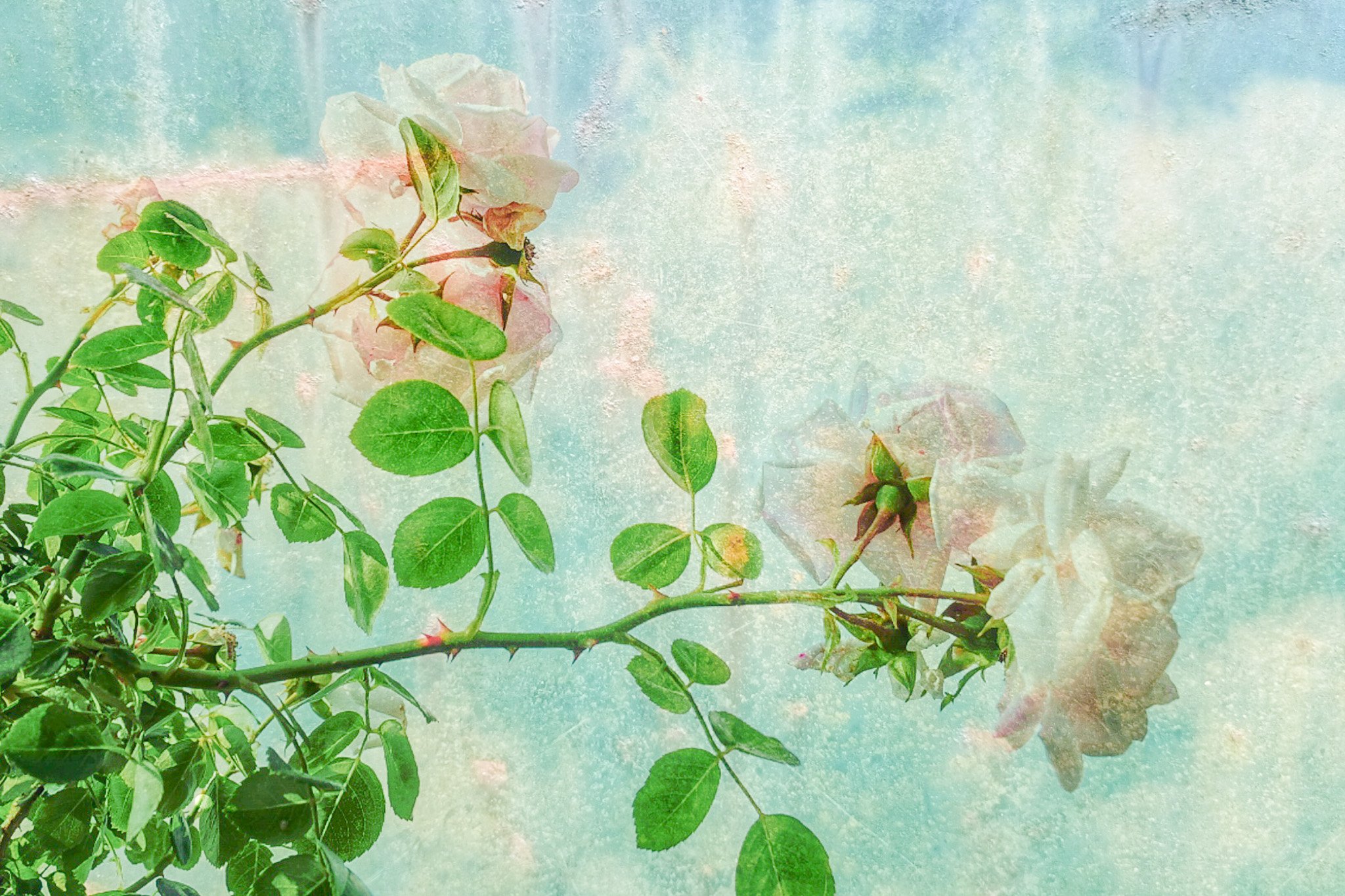 A branch of a rose plant with pink roses and green leaves, overlaid with a textured, pastel sky background.