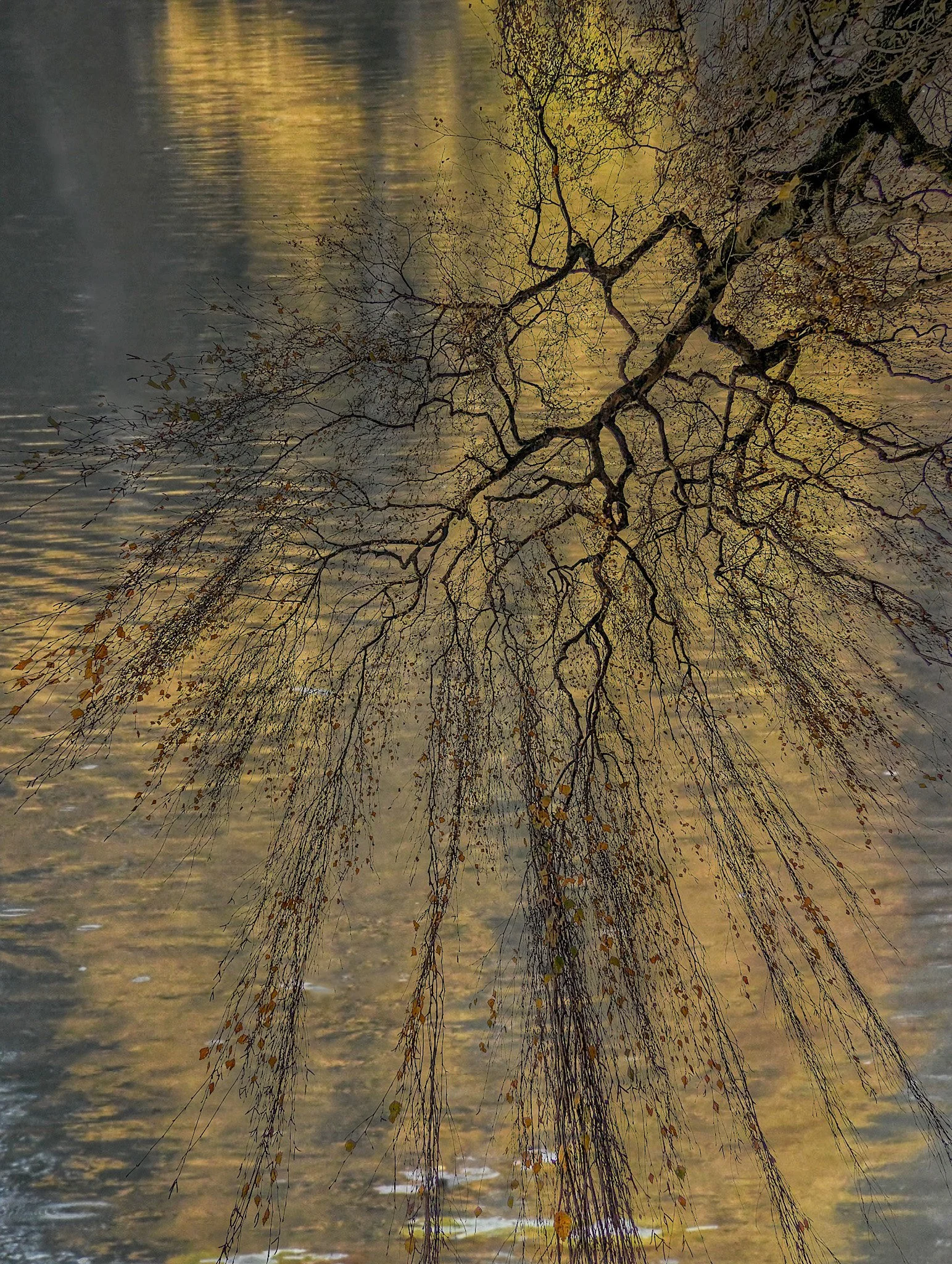 Reflection of a leafless tree over water with yellow reflections.