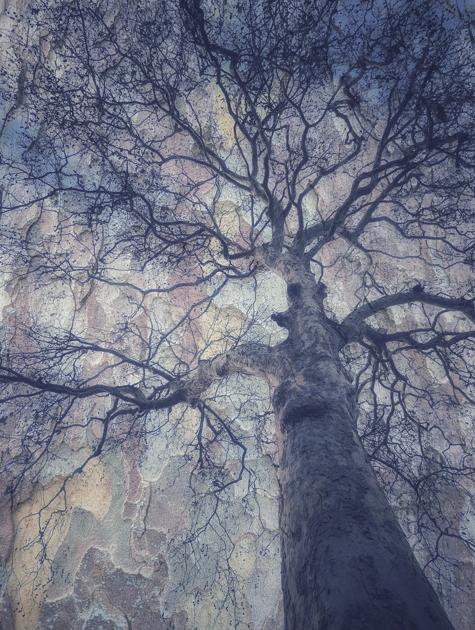 Looking up at a tall, leafless London Plane tree with numerous thin branches against a textured, multicolored sky layered with the bark patterns of the tree.