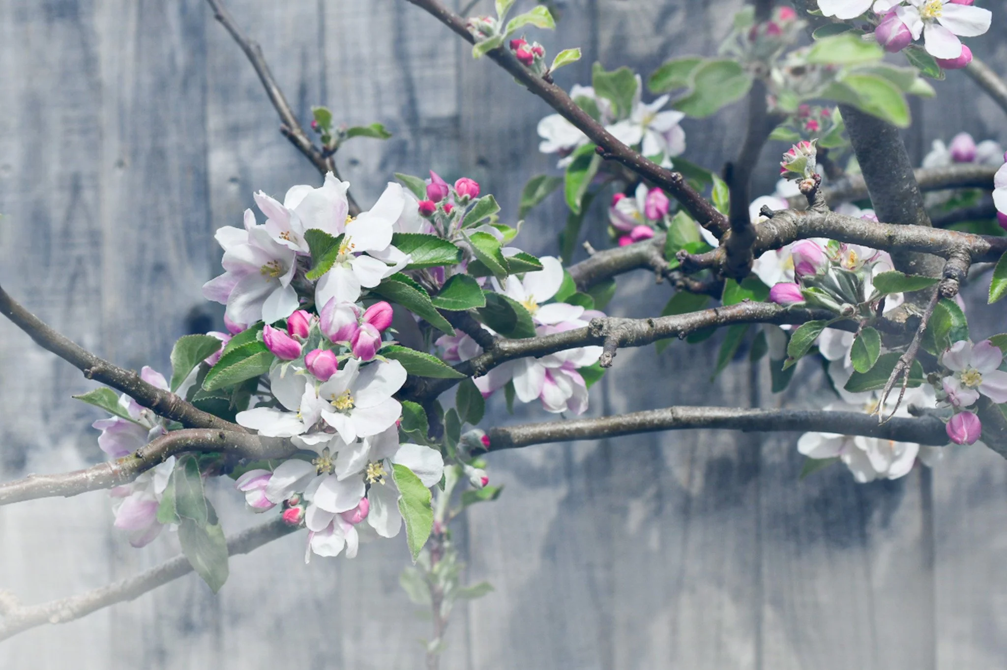Close-up of blooming apple tree branches with white and pink flowers against a weathered wooden background.