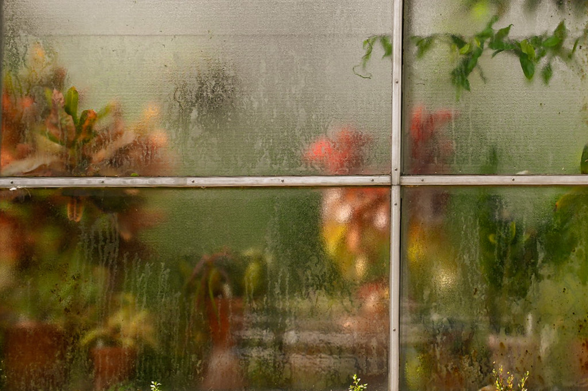 A window with condensation and water droplets, obscuring the view of various plants and flowers behind it.