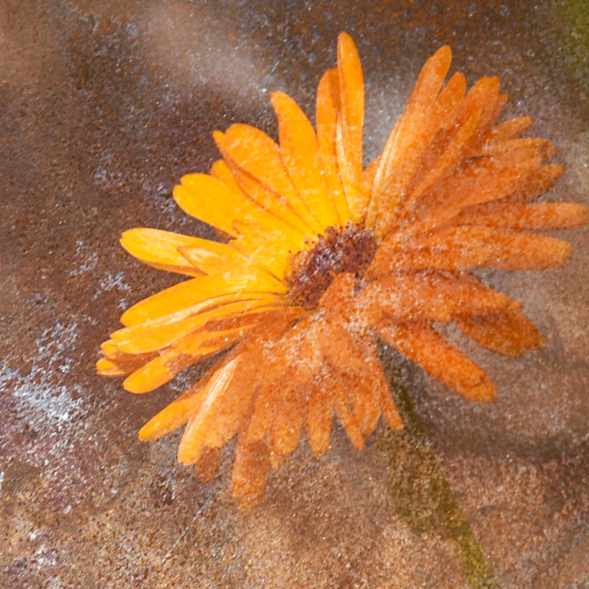 An orange calendula flower on a textured brown background.