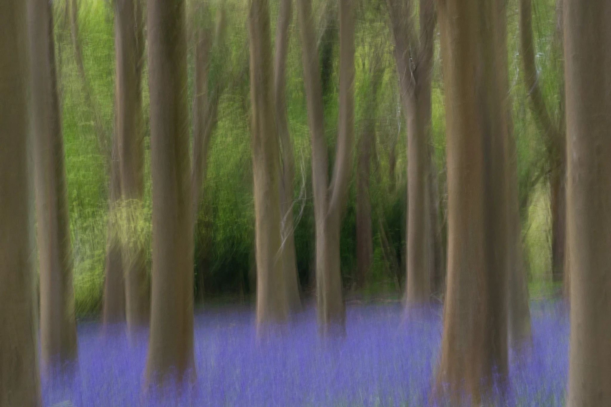 Abstract photograph of a bluebell wood with tall trees and purple flowers covering the ground.
