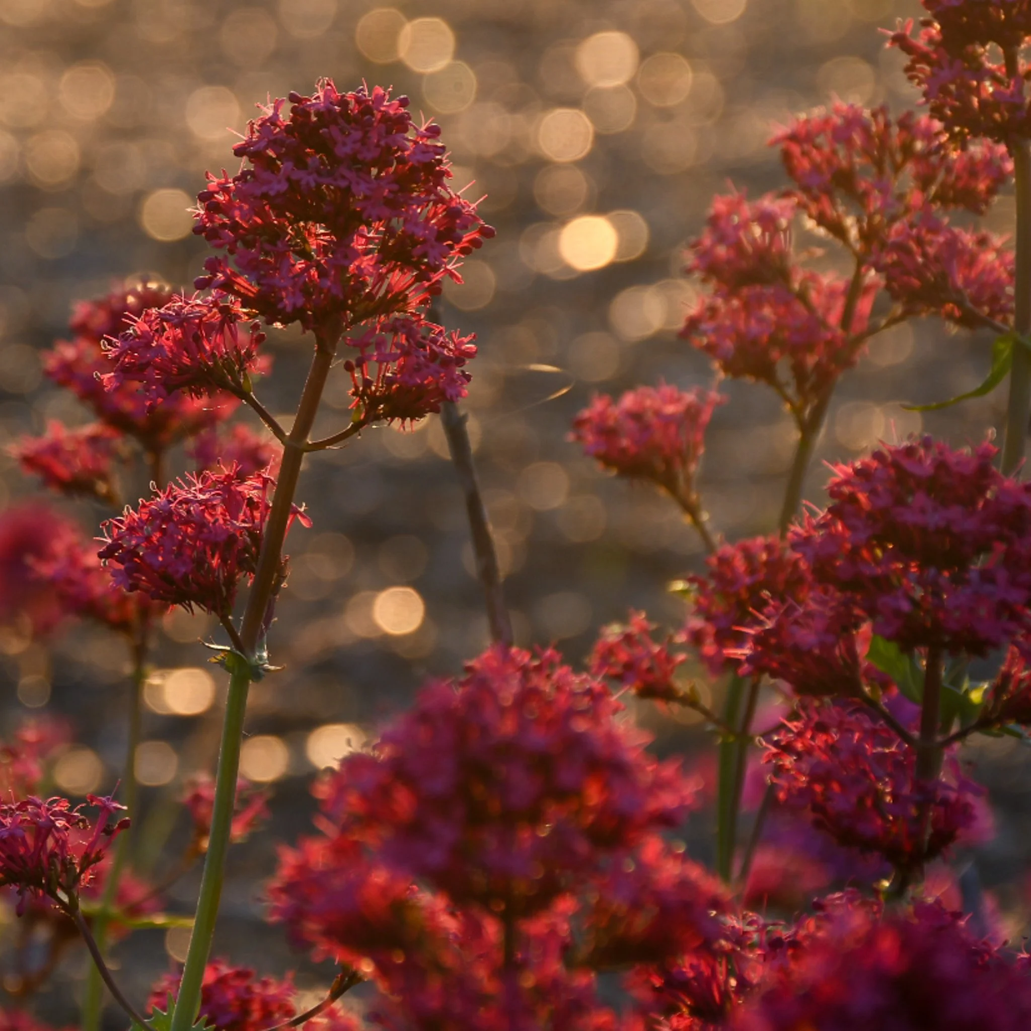 Close-up of red flowers on a shingle beach with blurred sunlight and bokeh background during sunset.