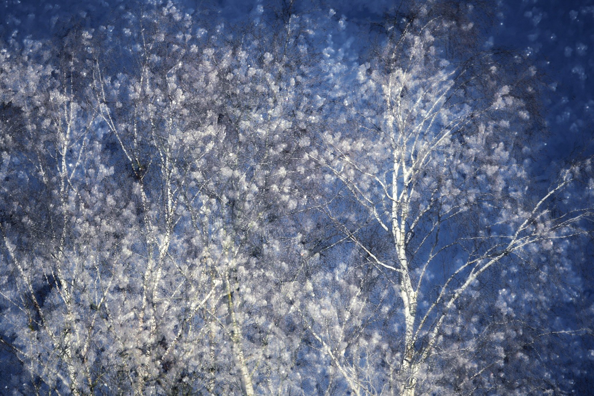 Abstract image of snow-covered trees against a dark blue sky.