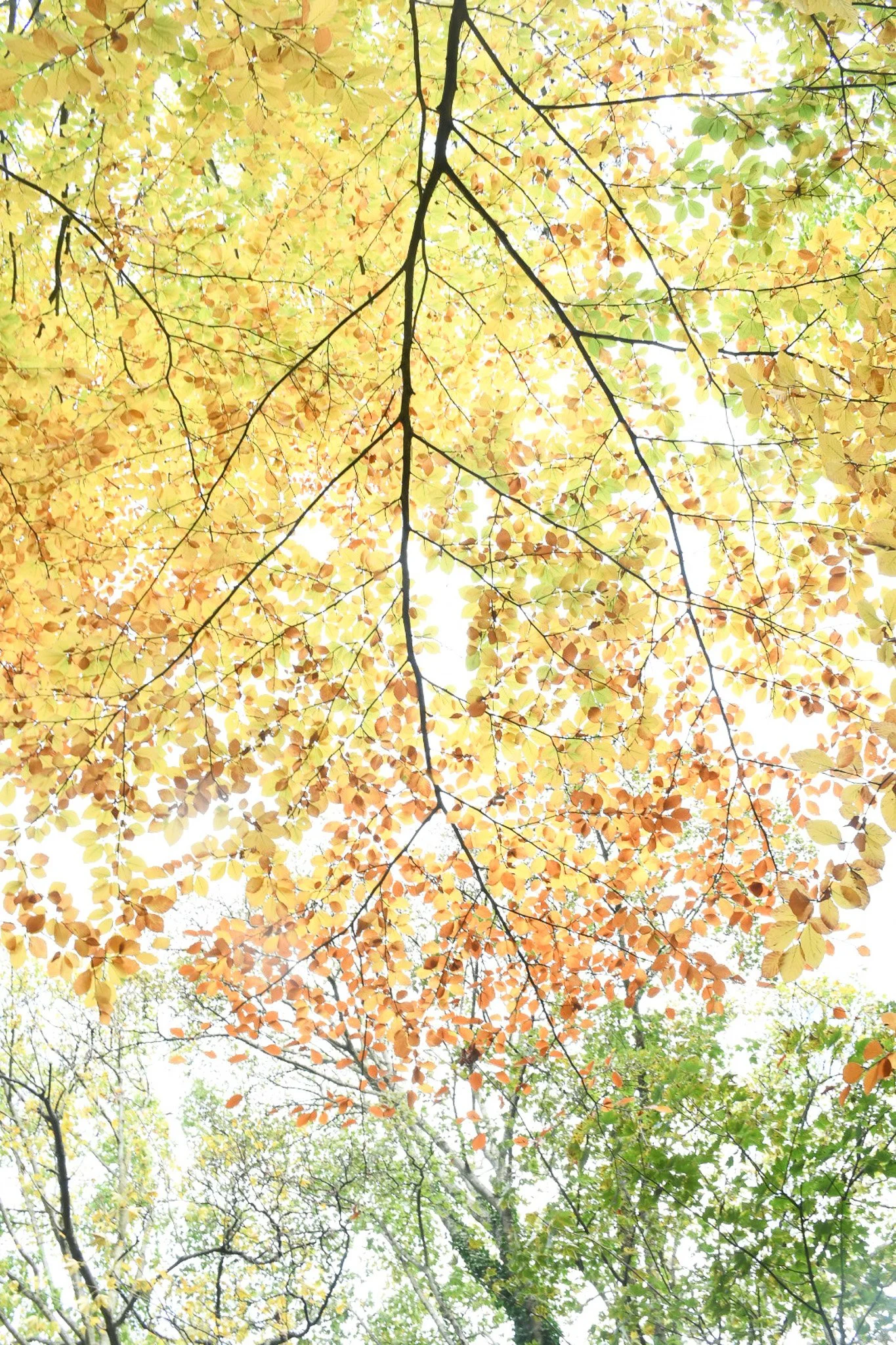 View of tree branches with yellow, orange, and green autumn leaves against a bright sky.