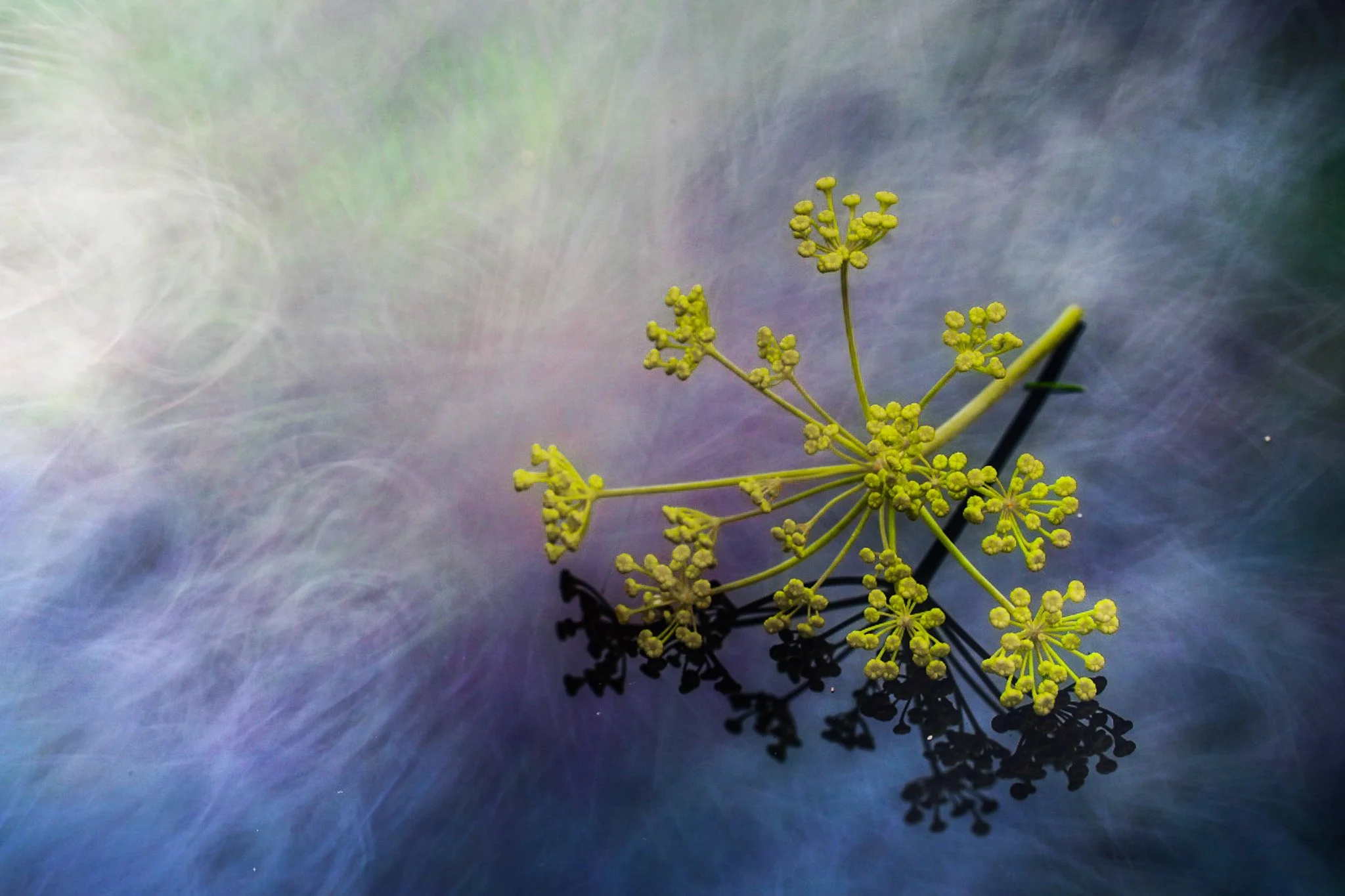 A yellow-green flowering plant placed on a reflective, multi-colored surface with a blurry, colorful background.