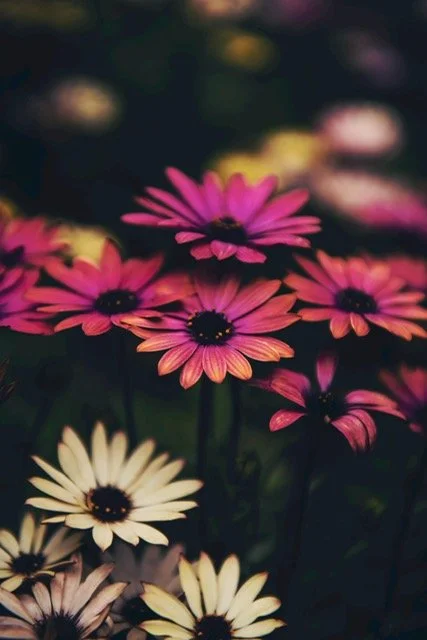 Close-up of pink and white daisies with dark centers in a garden.