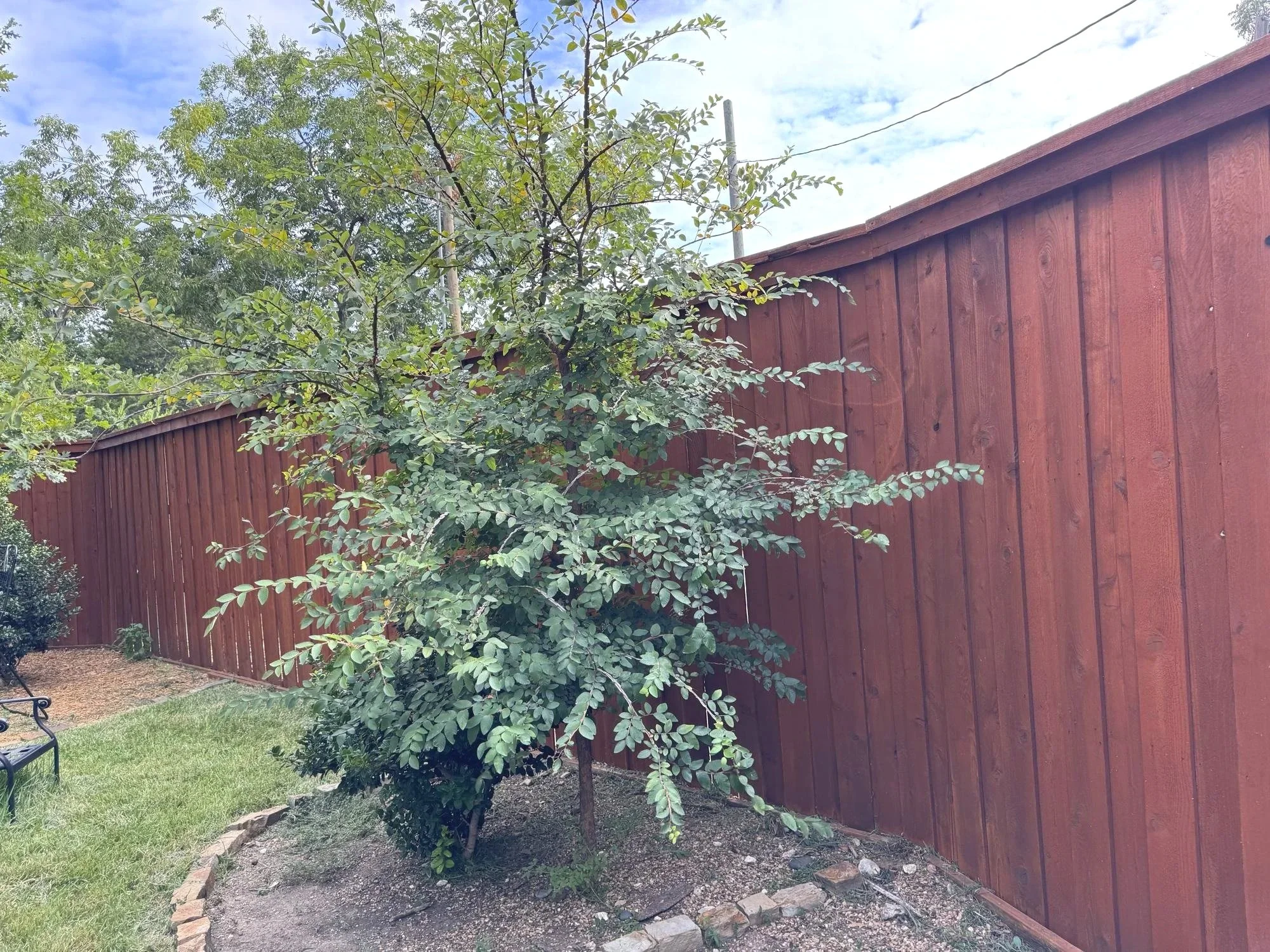Backyard garden framed by a freshly stained cedar fence, Dallas