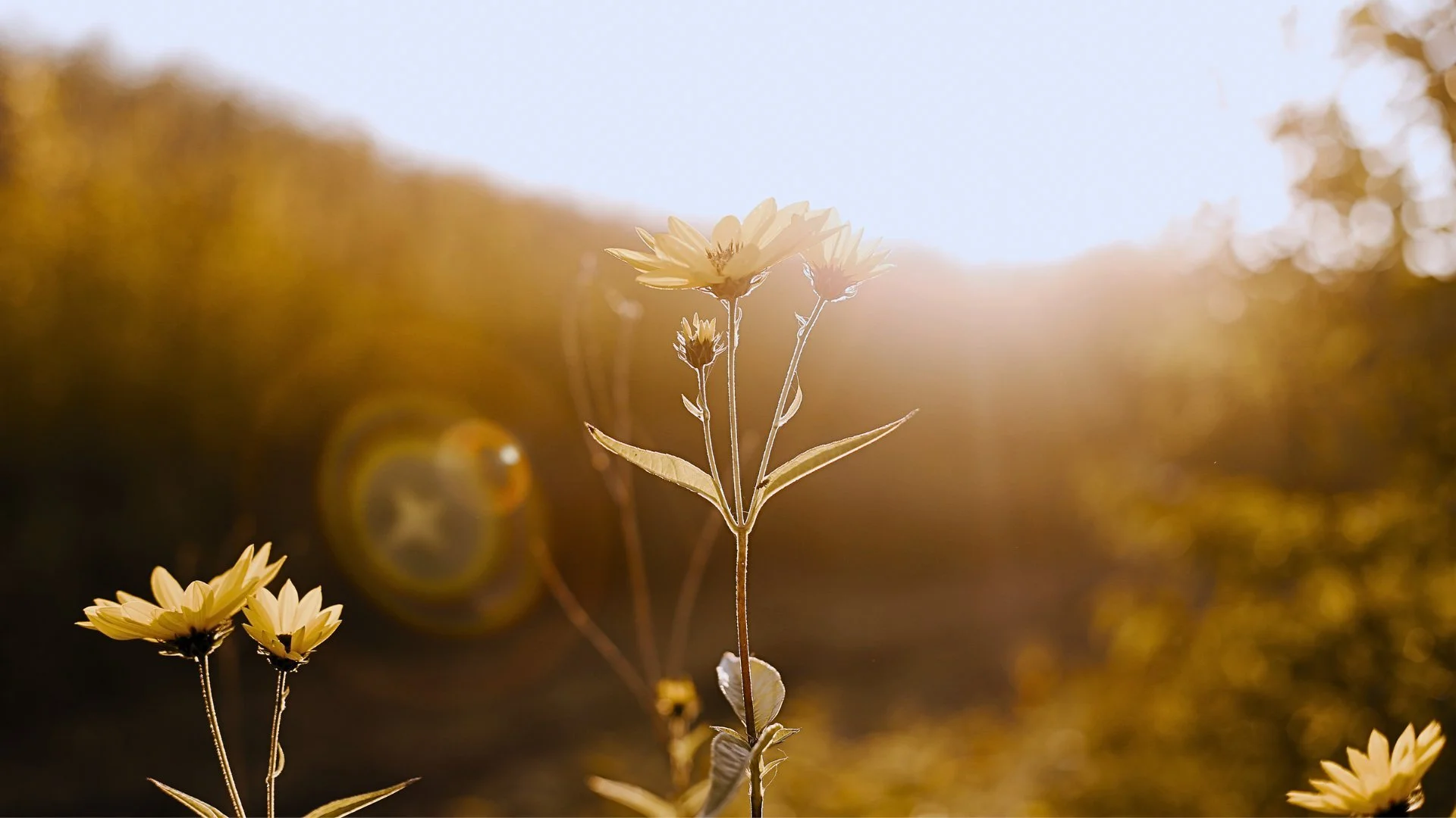sunrise wild sunflowers