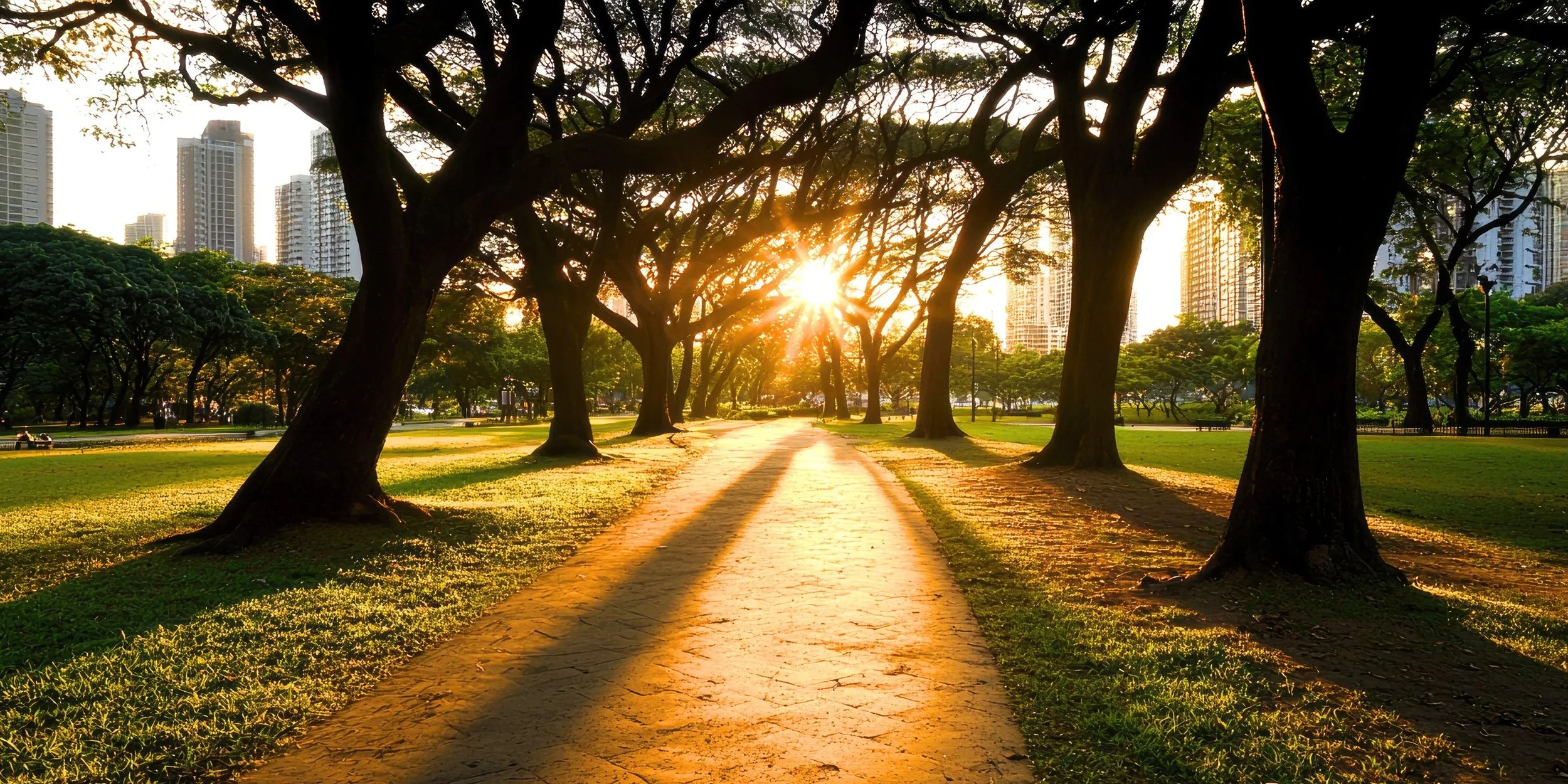 sun-drenched path and trees sunset