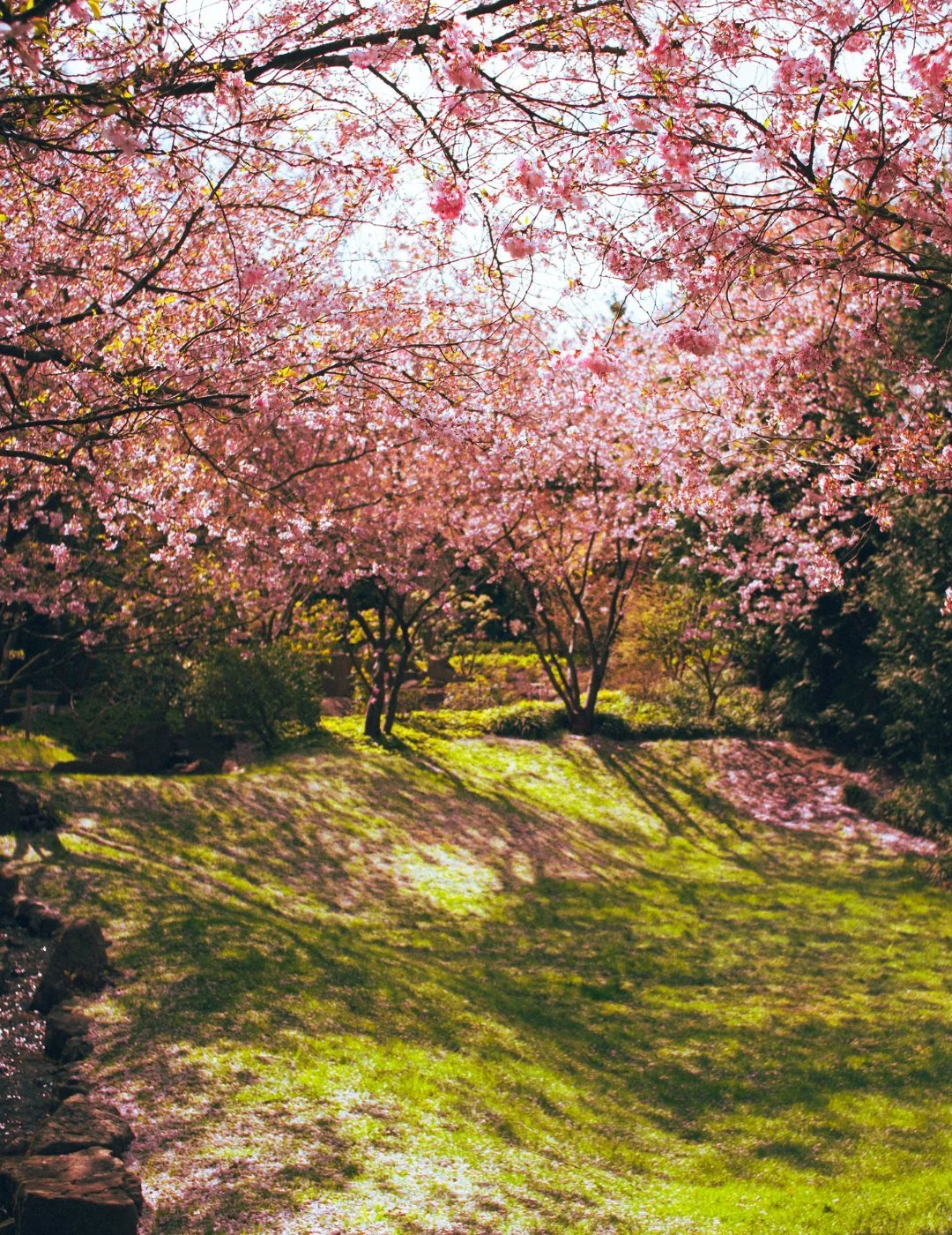 cherry blossom trees