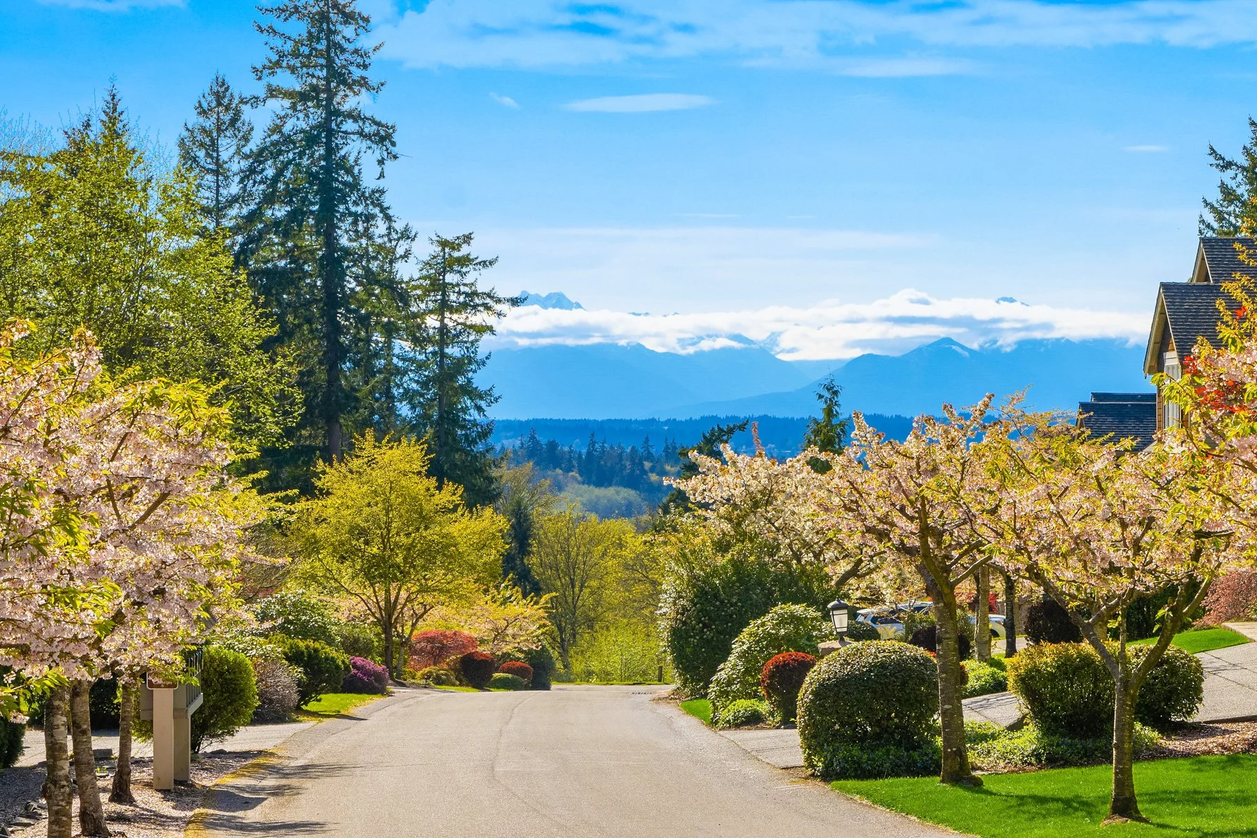 A peaceful suburban neighborhood street lined with blossoming cherry blossom trees, green shrubs, and well-maintained lawns, with mountains in the background and a blue sky with some clouds. Bainbridge Island, WA