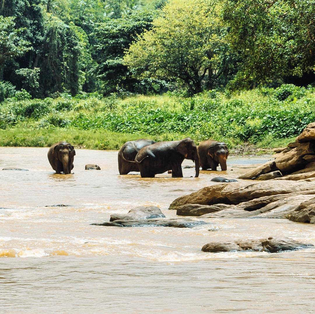 It&rsquo;s #WorldElephantDay !!!! This is an elephant sanctuary in Sri Lanka where they rescue these magnificent animals :)