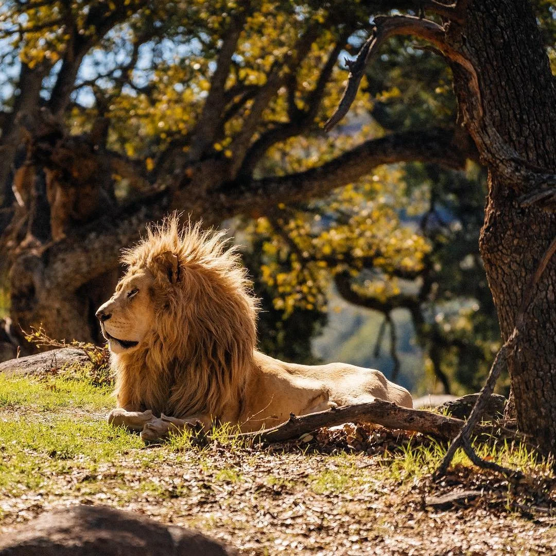 This is Louie, a 12 year old white lion that was rescued and now lives happily with the folks at Lions, Tigers &amp; Bears.... a Big Cat &amp; Exotic Animal Rescue :)