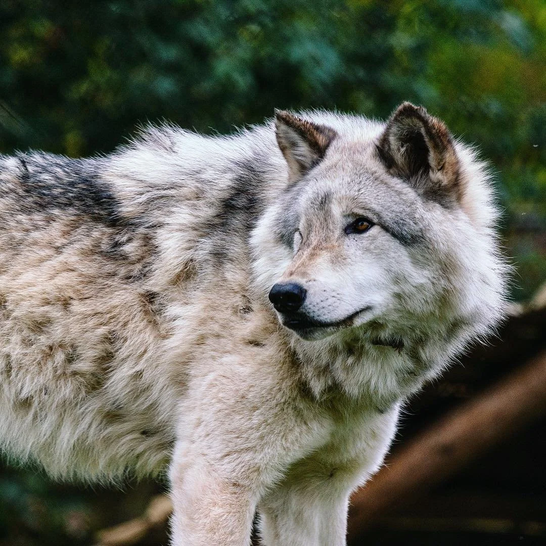 Fascinating animal, the grey wolf is!