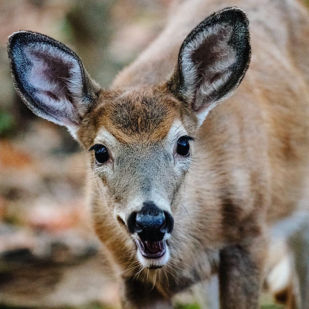As we were finishing up our hike on Mt St-Bruno, we came face to face with a small herd of deer :) beautiful animals!
