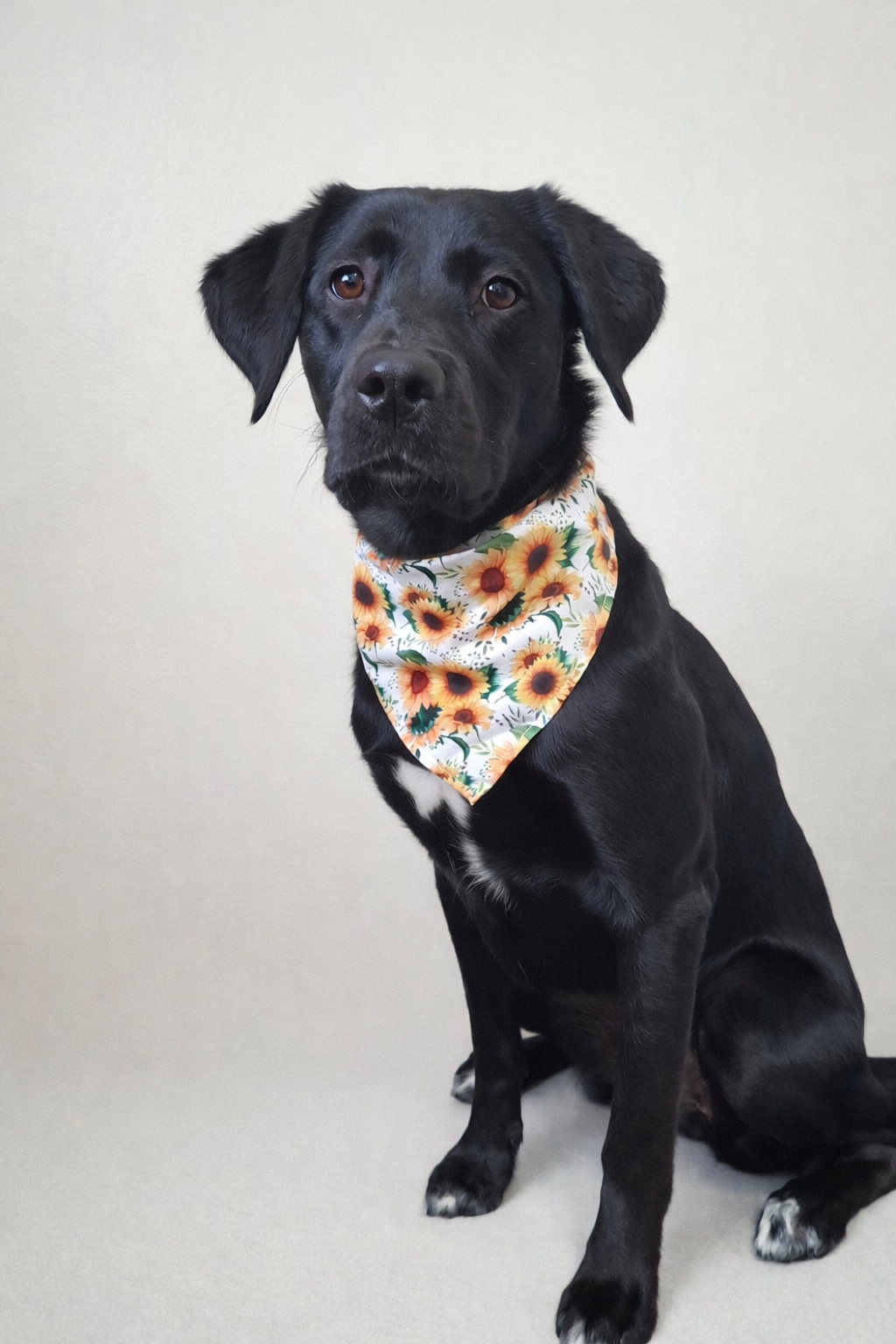 A black Labrador dog wearing a sunflower-patterned bandana sitting against a plain light-colored background.