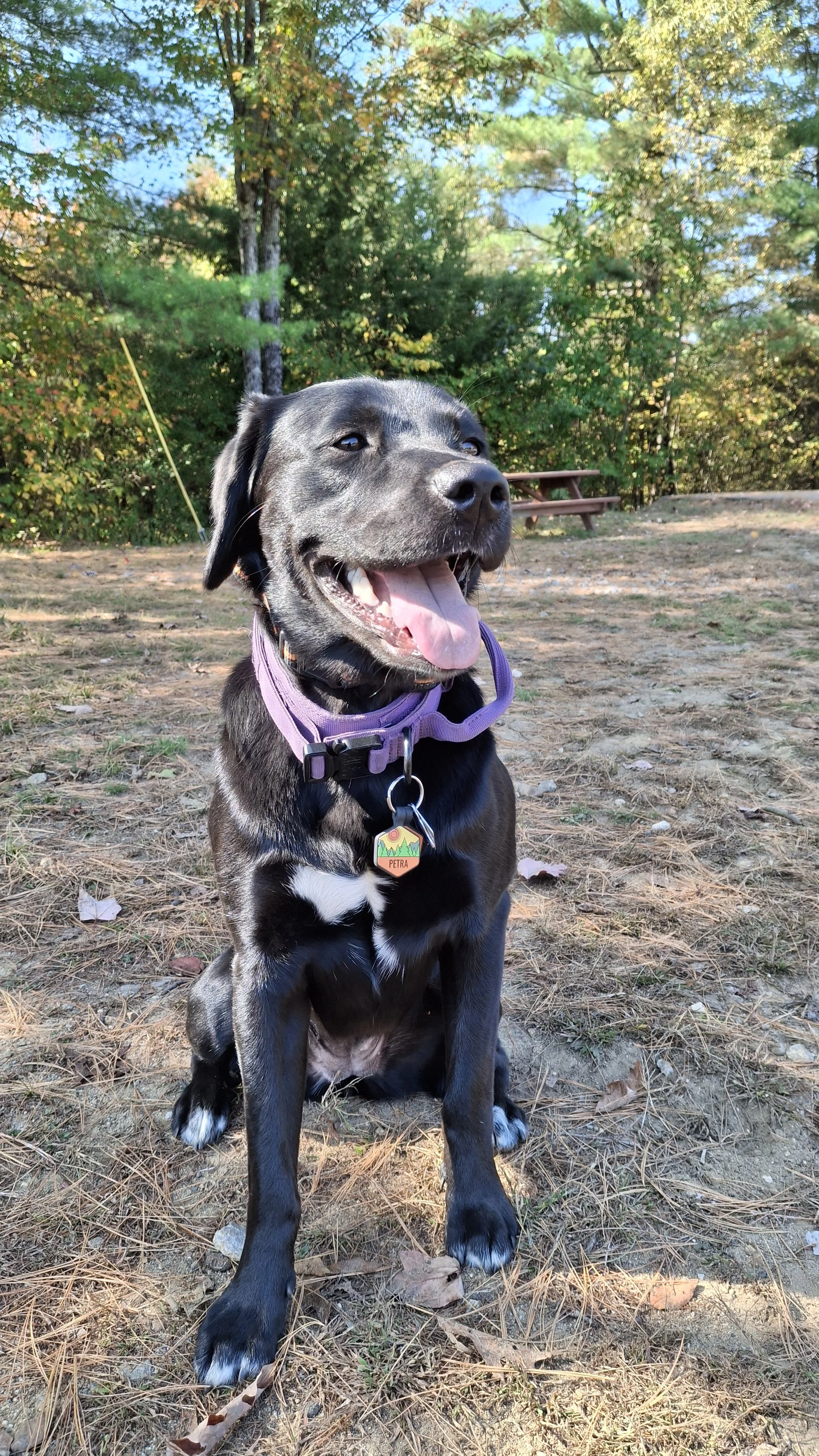 A happy black and white puppy sitting outdoors on a dirt ground with trees and a picnic table in the background.