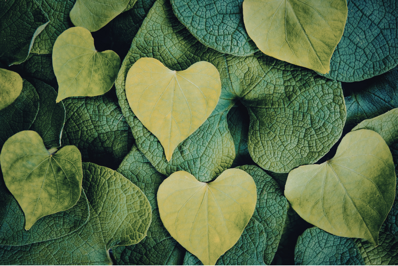 Herzförmige Pflanzenblätter