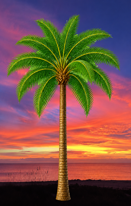 Palms sunset.png