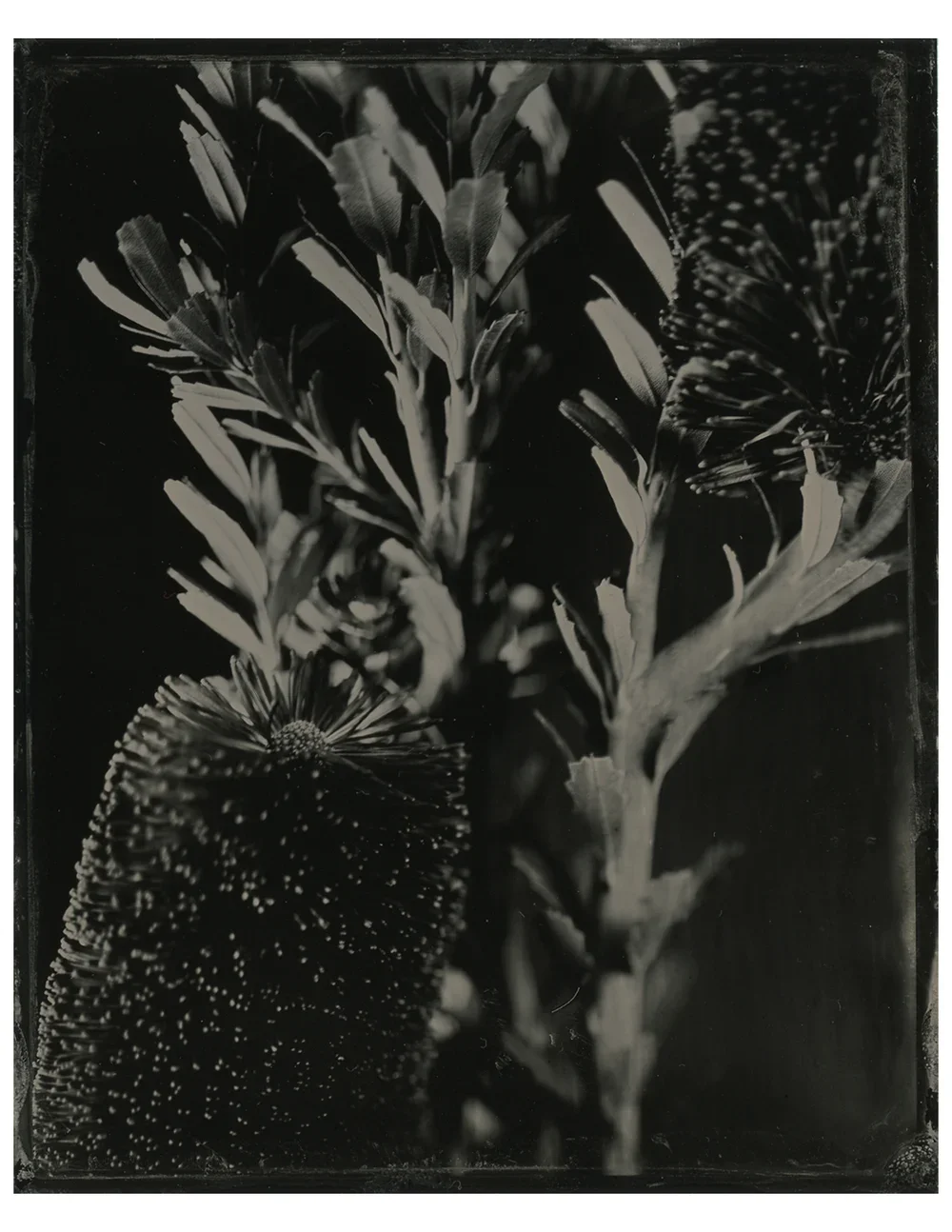 Banksia marginata (yellow banksia)