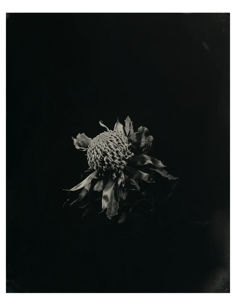 Telopea speciosissima (Waratah)