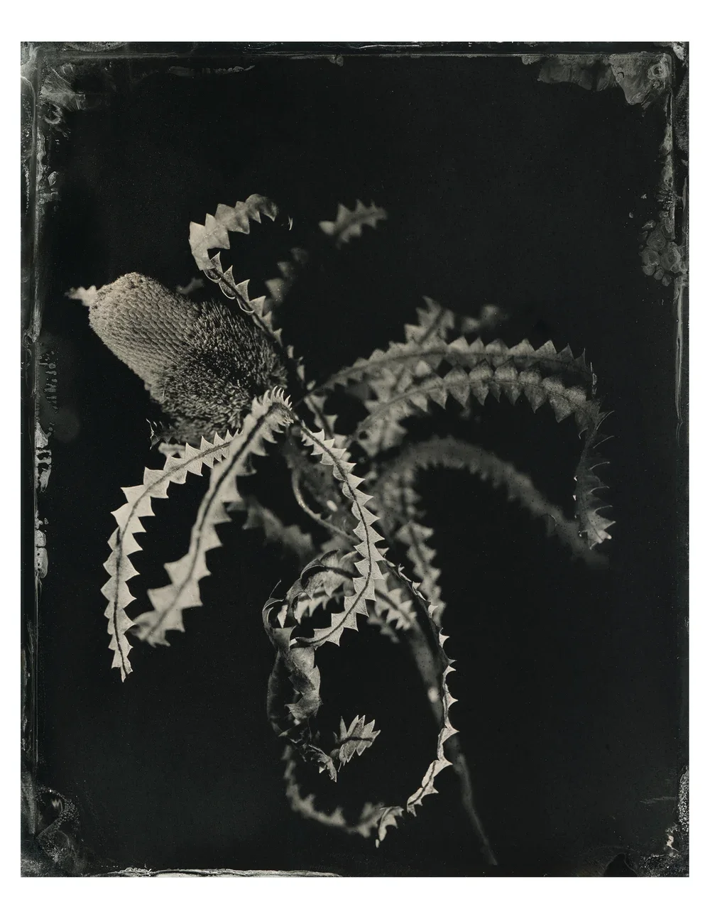 Banksia burdettii (Burdett's banksia)