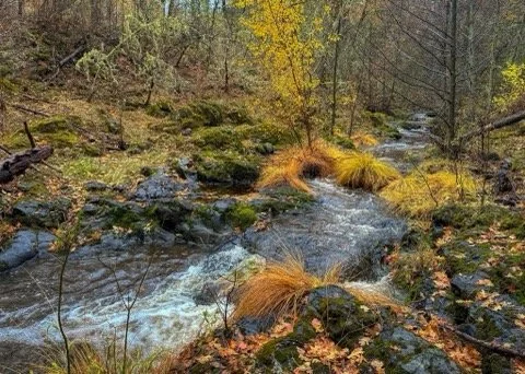 Explore the sacred waters of Buckhorn Springs