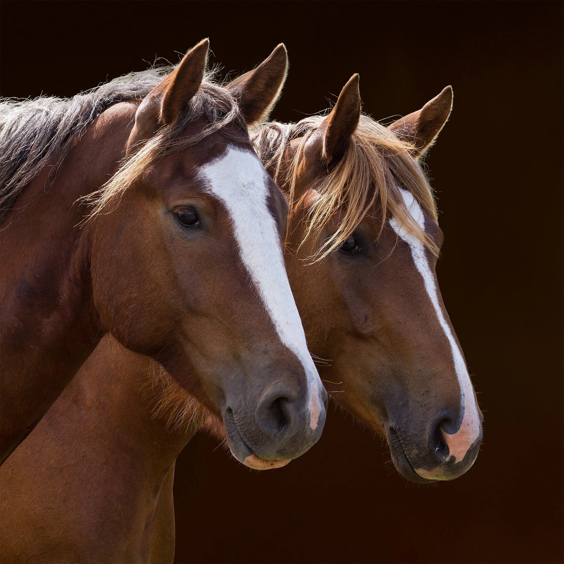 Portrait of two horse heads photographed with a dark background