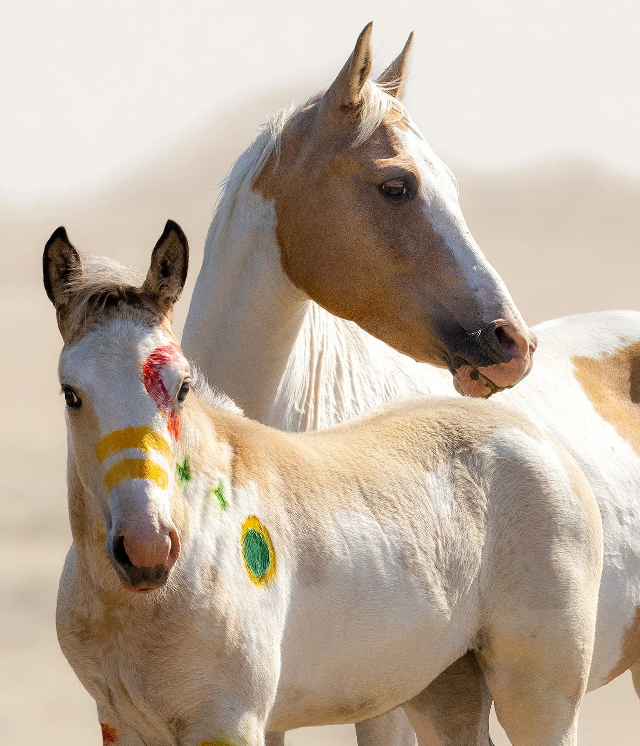 palomino paint mare and colt fine art by Brady Willette