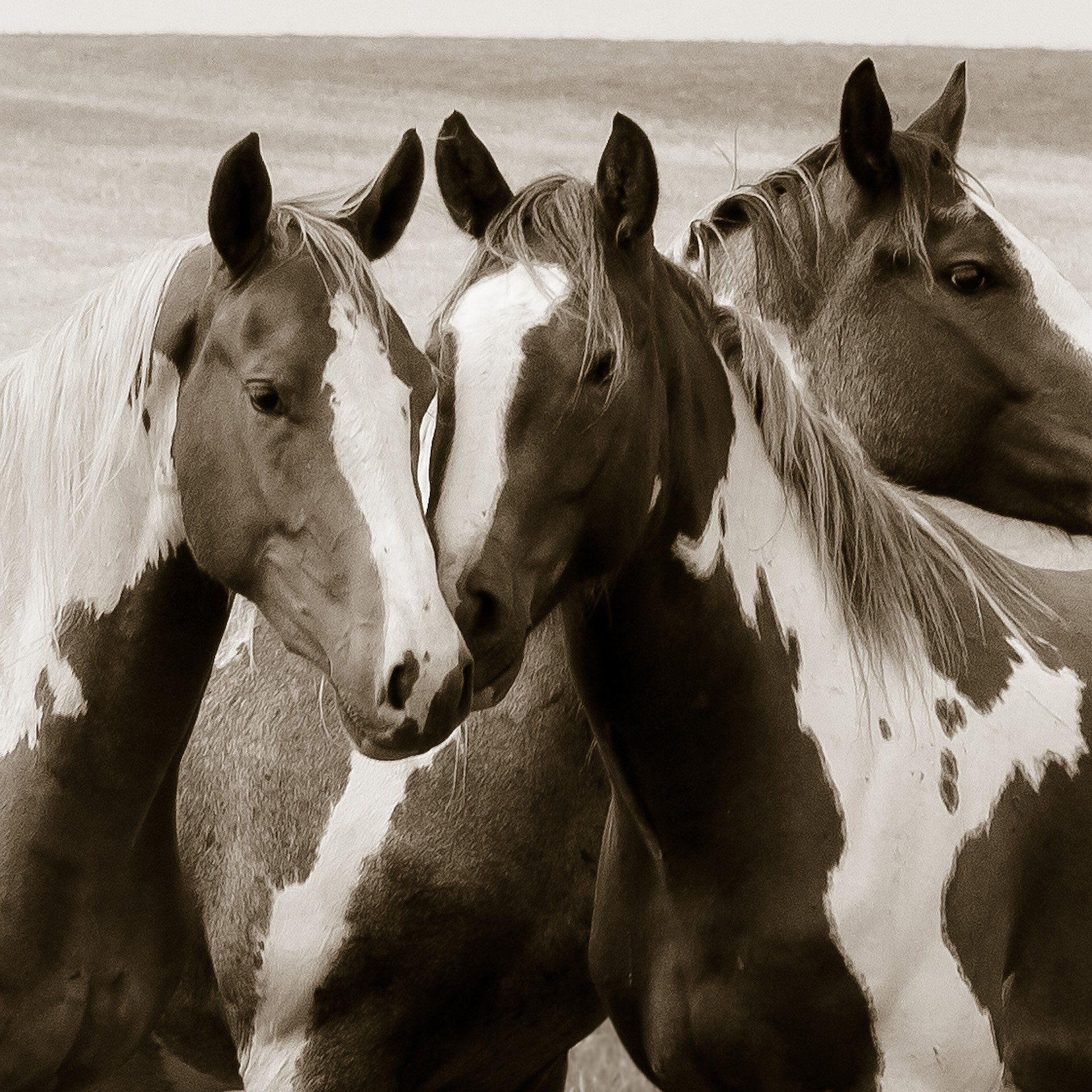 Three Paint mares photographed on the Plains of North Dakota