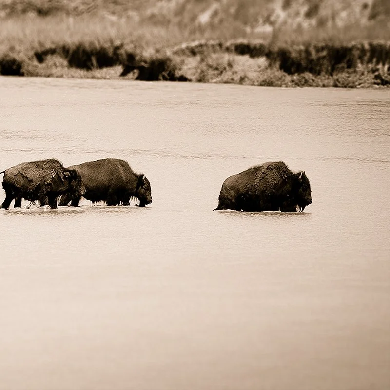 Buffalo Crossing / Little Missouri River