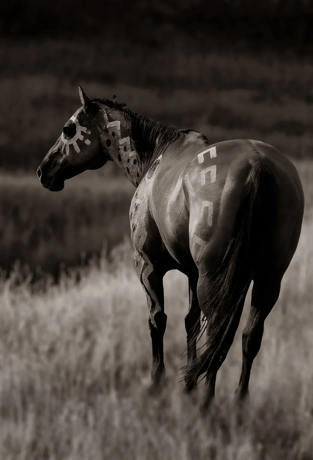 BW art by Brady Willette of horse in a meadow painted with war horse symbols