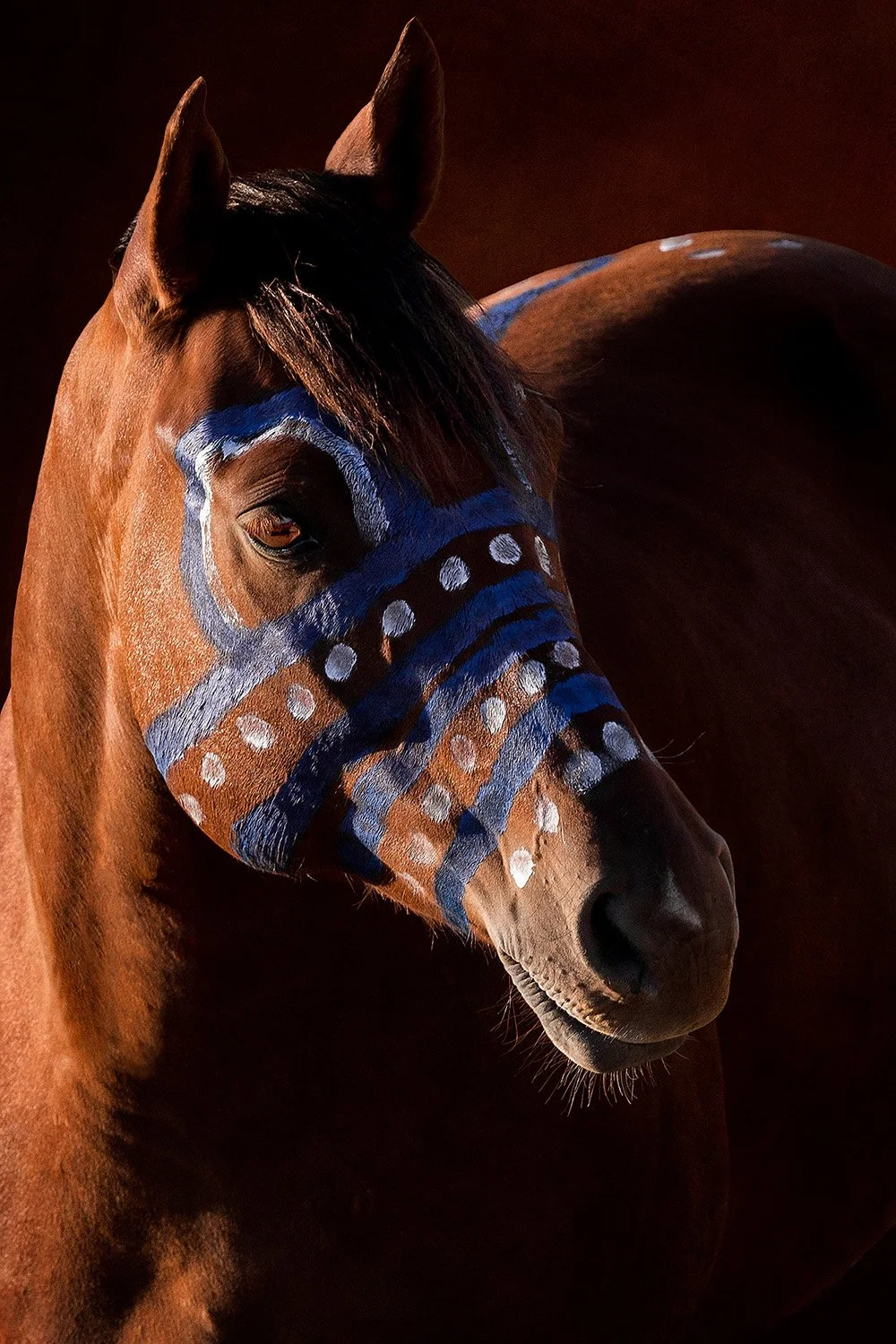 Portrait of horse on Standing Rock Reservation painted with Hail Storm symbol