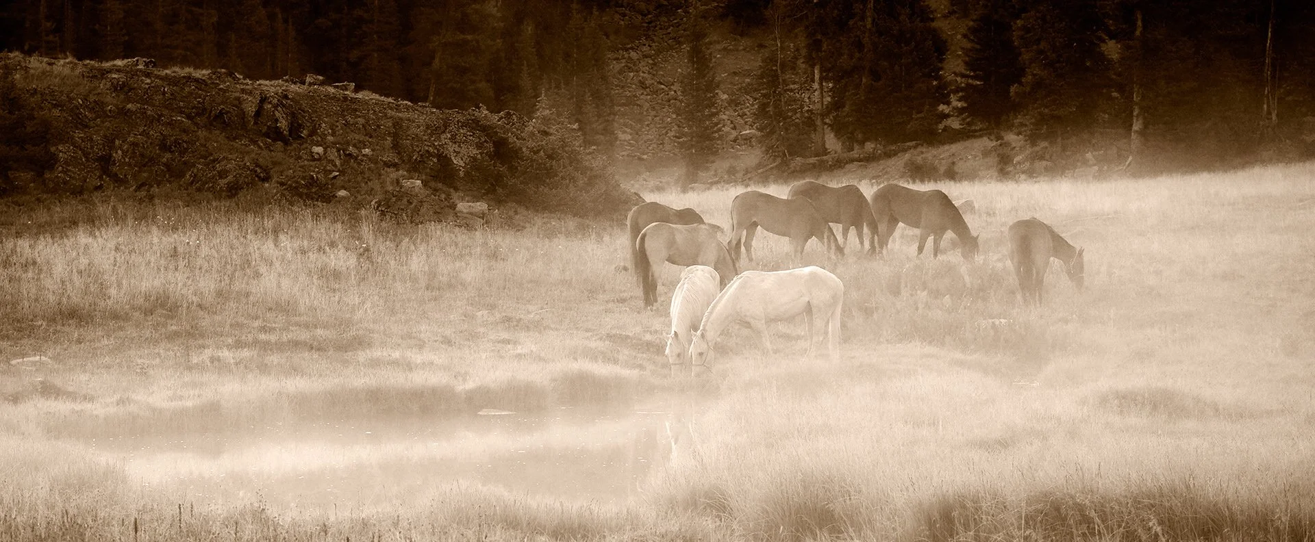 Toned black and white art of horses grazing in the morning light in a dew covered meadow