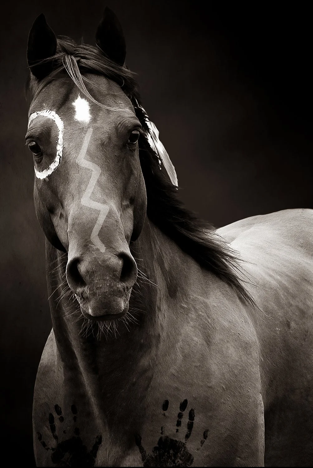 Black and white portrait of horse looking directly at viewer part of the War Pony Project
