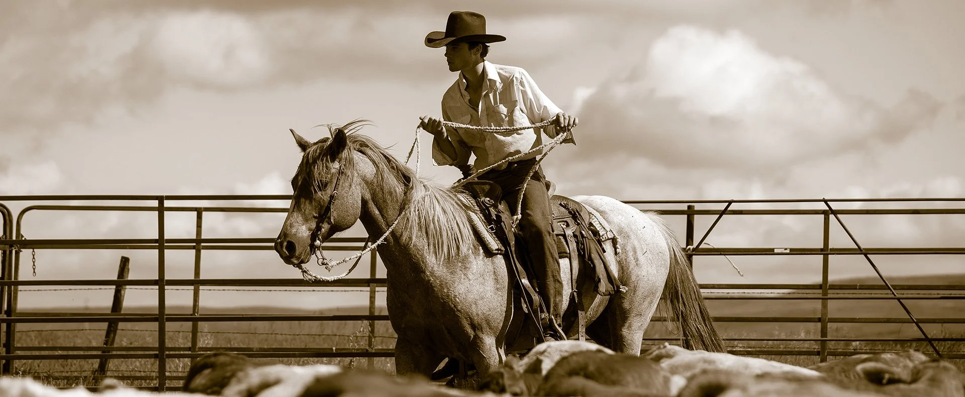 Young man on horse moving cattle in a pen during roundup