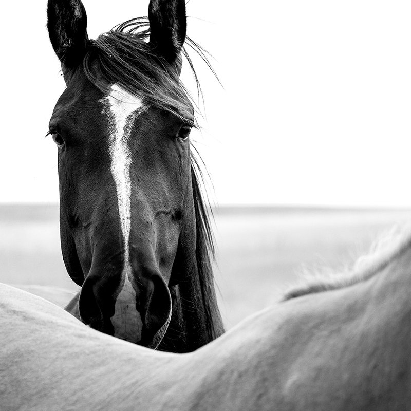 White Stripe-Sioux.jpg