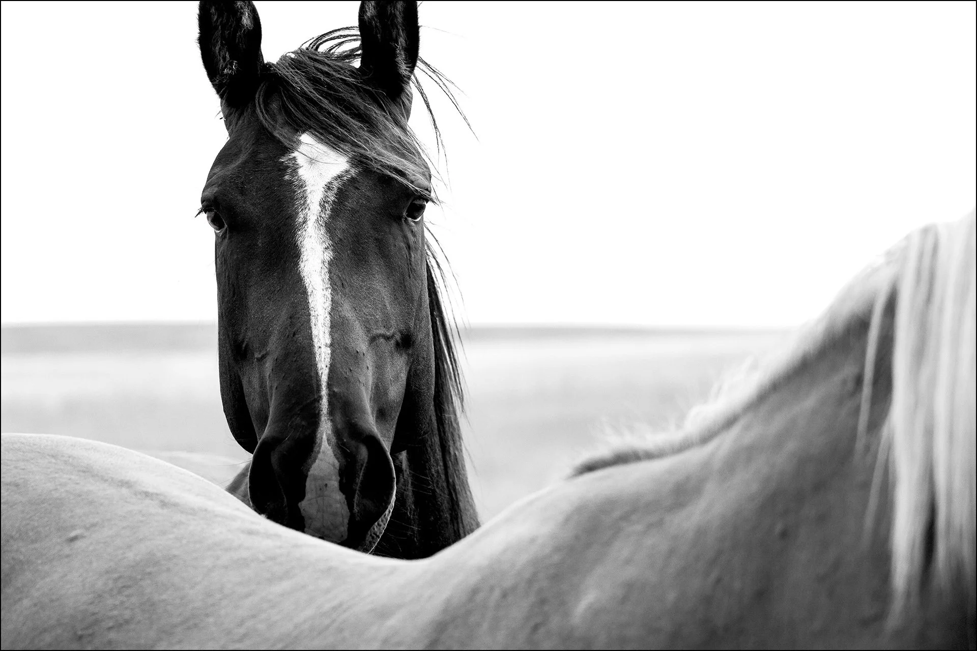 Black horse portrait looking over the back of a light palomino horse on the Sioux Reservation