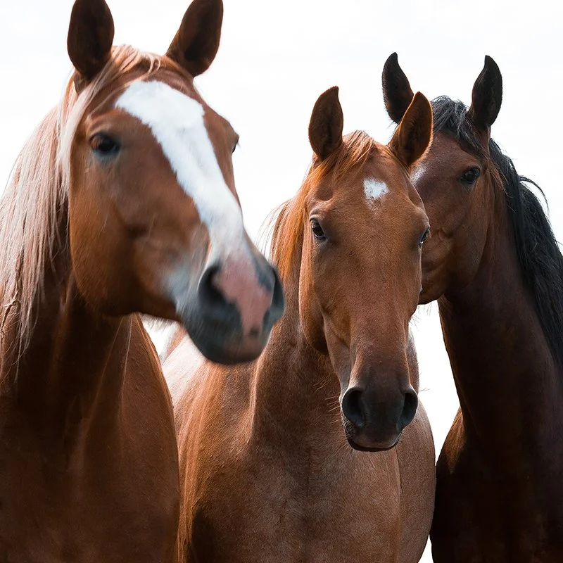 Sioux Mares on Reservation