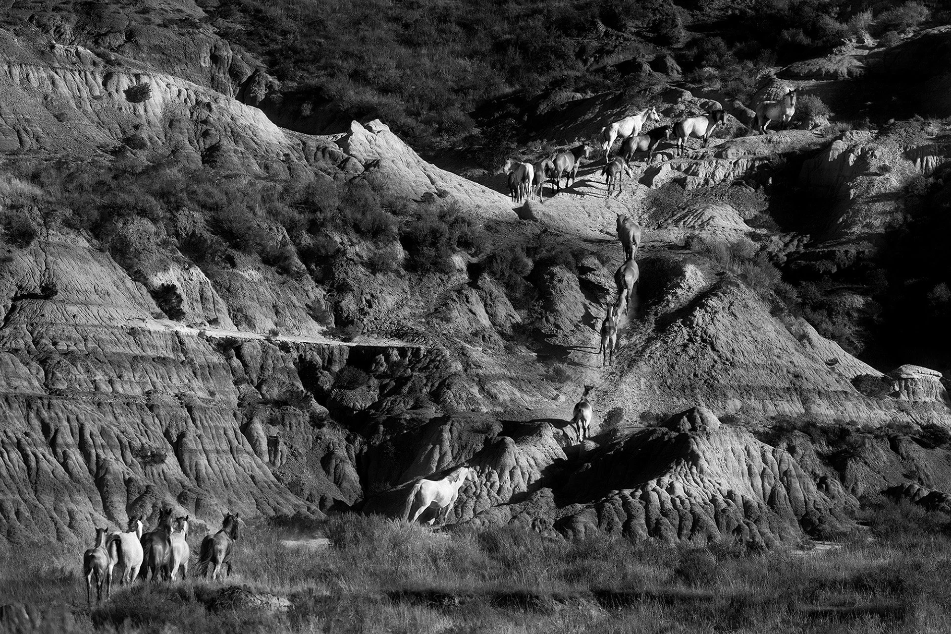 Black and white epic photo of herd of wild horses of all ages climbing up a craggy canyon with mottled lighting