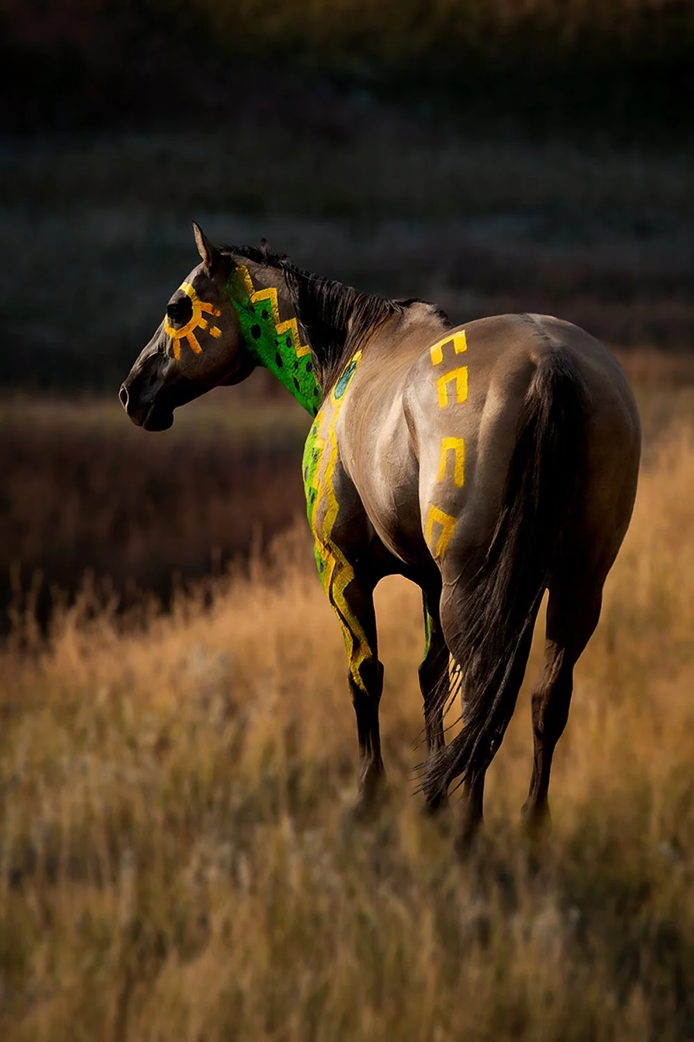Horse with painted war pony symbols standing in meadow with soft evening light by Brady Willette