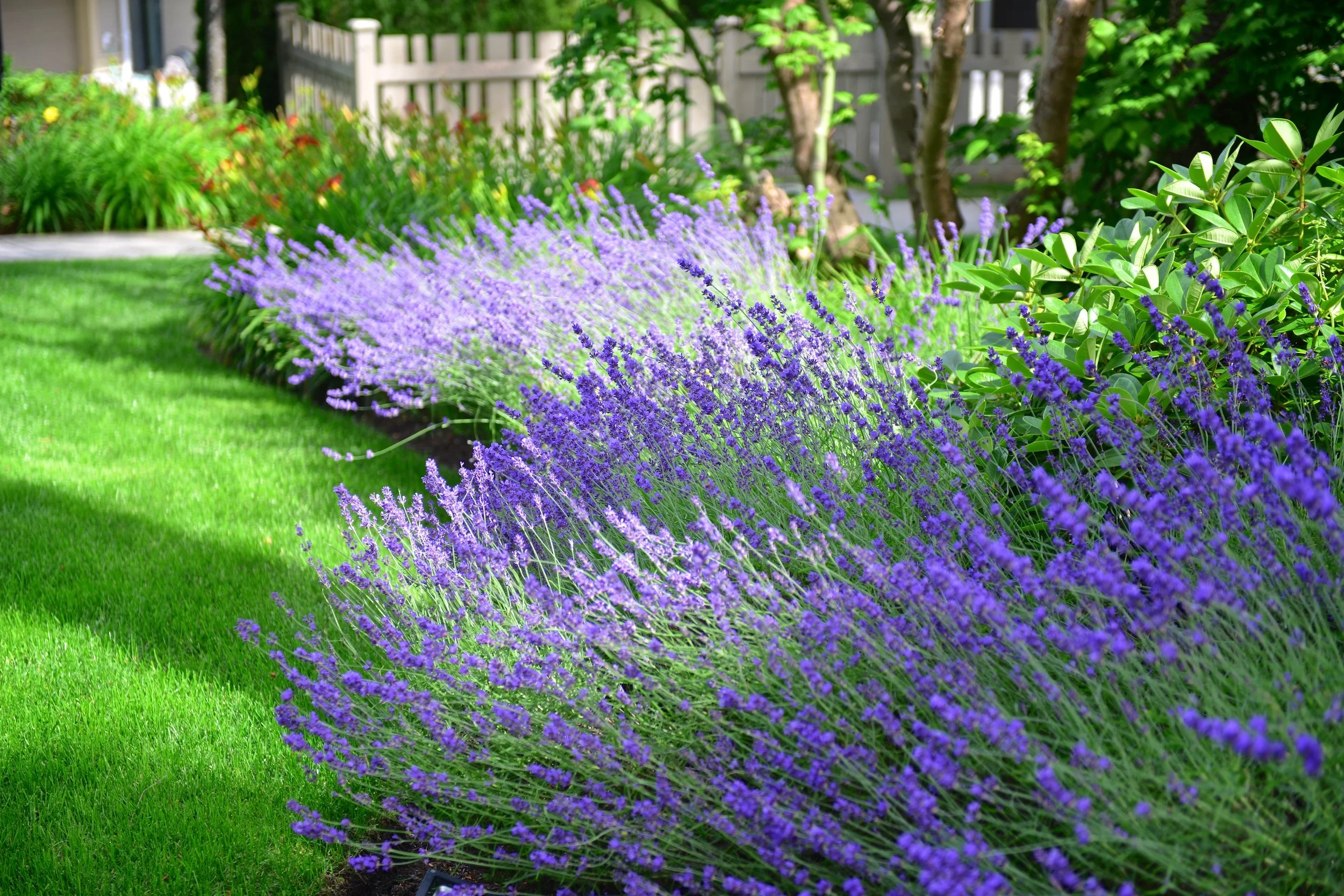 Landscaping for the Lower Mainland & Fraser Valley