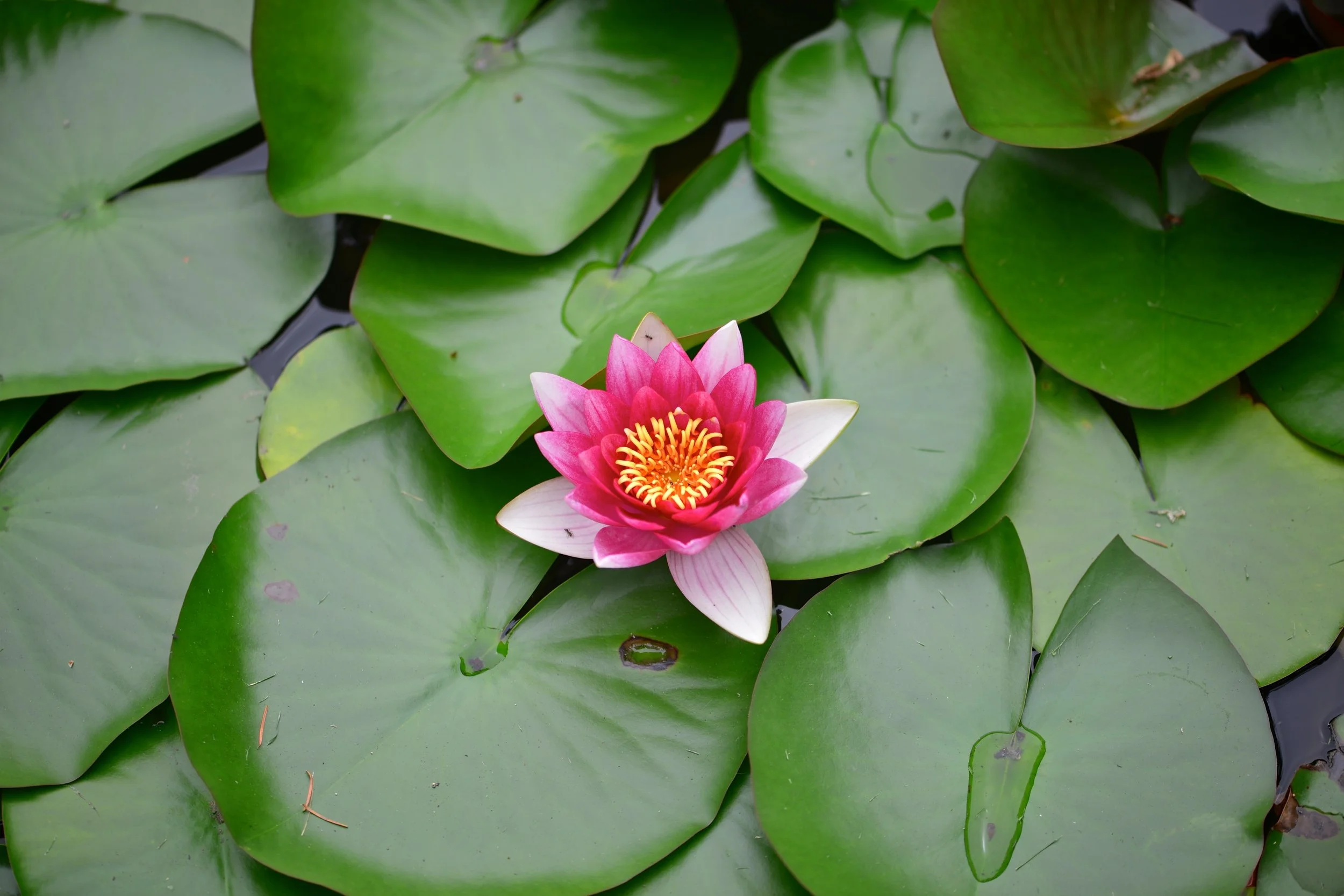 Our Personal Commitment to Each of our Customers