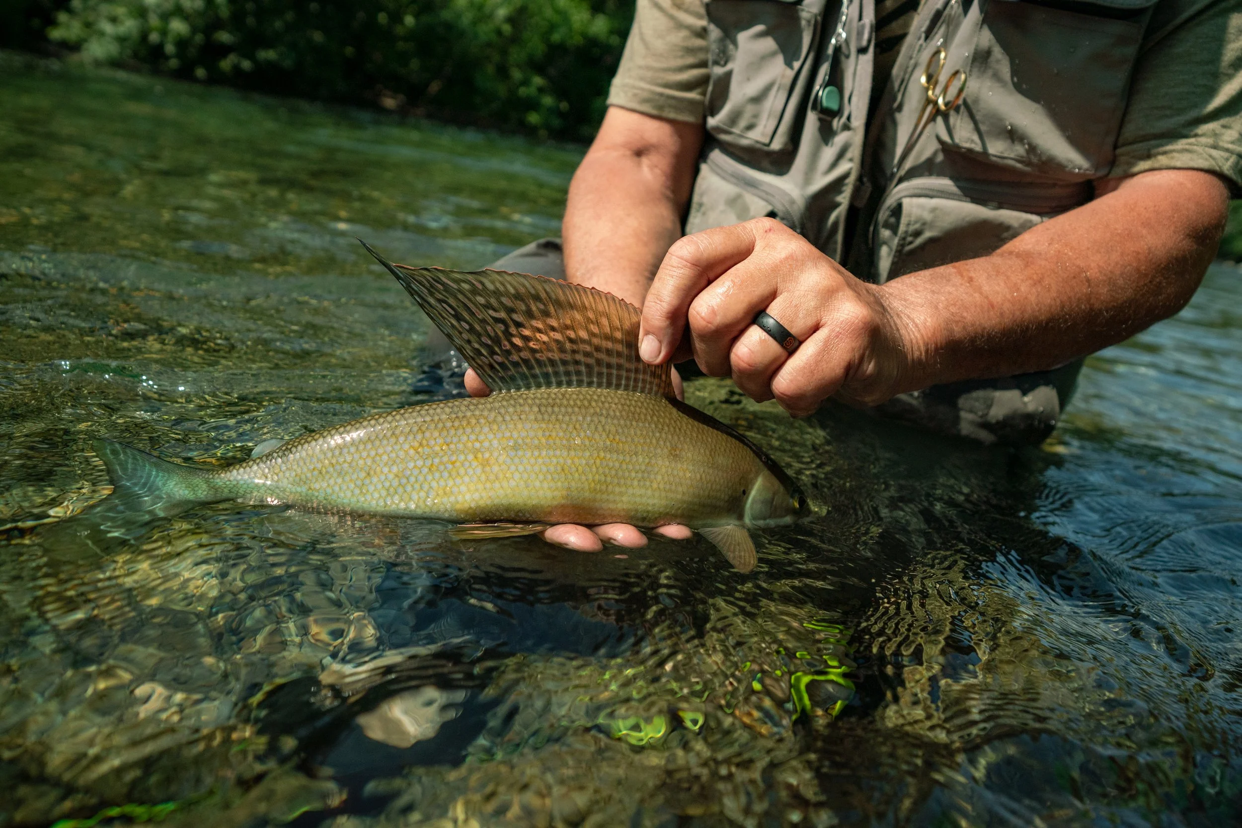 Silverline Alaska-06512.jpg